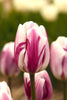 Close-up up of Triumph Tulip Flaming Flag, with purple white petals.