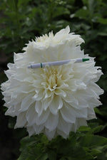 Dahlia - Fleurel