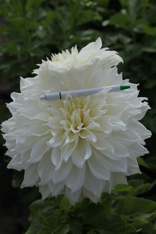 Dahlia - Fleurel