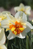 Close-up of Daffodil Flower drift, with white petals and orange heart