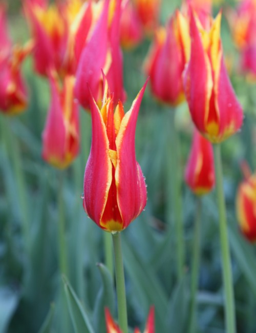 Close-up of a red with yellow Lily flowering tulip, called fly away.