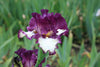 Bearded Iris Footloose with purple and white petals and green background