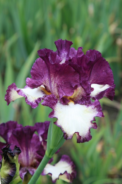 Close-up of Bearded Iris Footloose with purple and white blooms