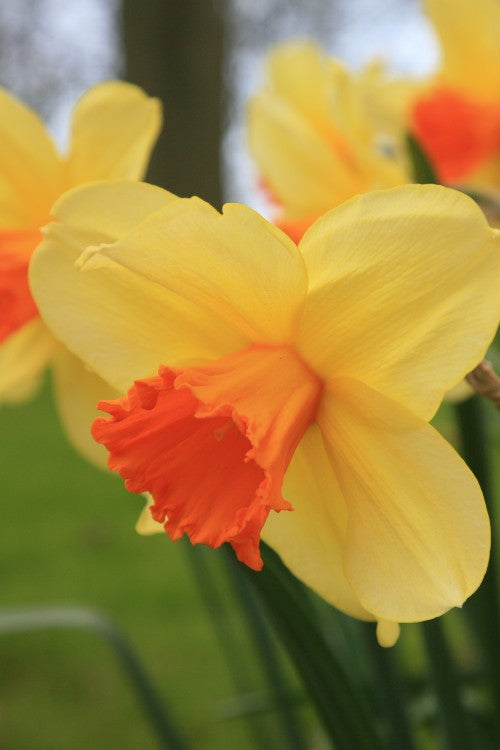 Close-up of daffodil Fortissimo with yellow petals and orange cup