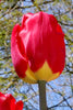 Close-up of Darwin Hybrid tulip fostering king, red with yellow bottom.