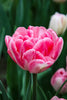 Gorgeous double late tulip Foxtrot, pink-white petals in full bloom