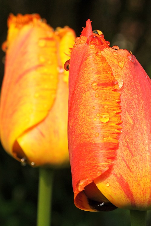 Fringed tulip fringed solstice has gorgeous, elegant red-orange petals.