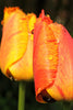 Load image into Gallery viewer, Fringed tulip fringed solstice has gorgeous, elegant red-orange petals.