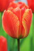 Close-up of a red-orange colored Fringed tulip, called fringed solstice.
