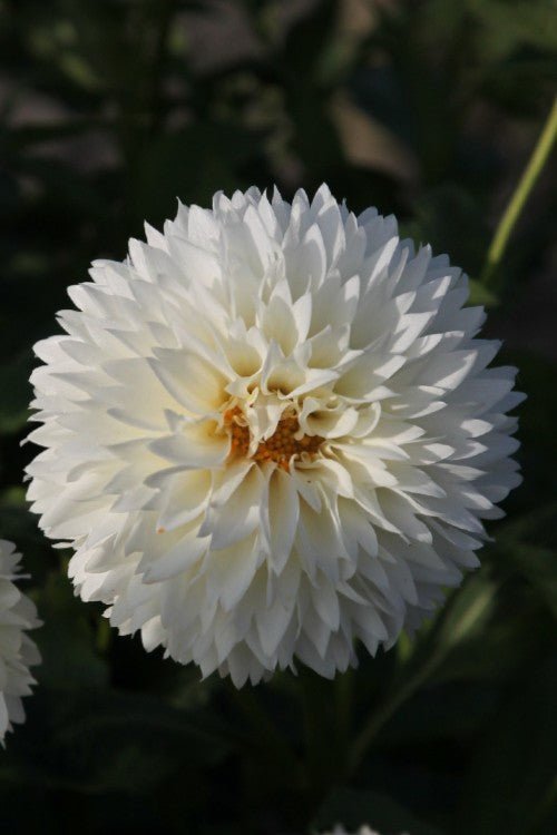 Dahlia - Myama Fubuki