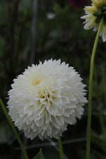 Dahlia - Myama Fubuki
