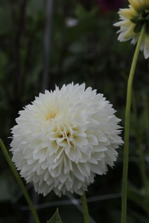 Dahlia - Myama Fubuki
