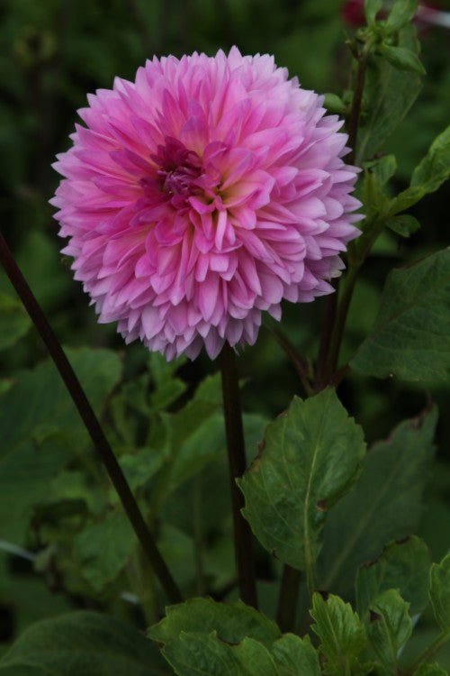 Dahlia - Sakura Fubuki