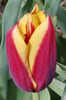 Close-up of a Triumph Tulip Gavota, with a red and yellow bloom