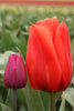 Load image into Gallery viewer, Close-up of a Greigii tulip Giant Orange Sunrise, with large orange blooms