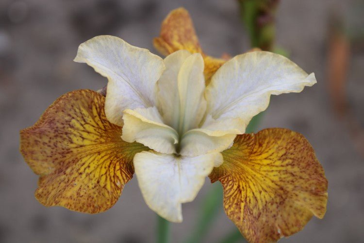 Iris Siberica - Ginger Twist
