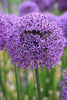Close-up of a Allium Giganteum, with purple flower ball and tall stem