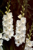 Paloma Blanca - Gladiolus Bulbs