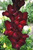 Black Surprise - Gladiolus Bulbs