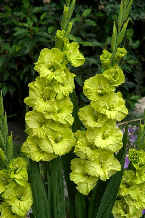 Green Star - Gladiolus Bulbs