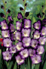 King's Lynn - Gladiolus Bulbs