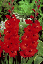 Gladiolus - Oscar