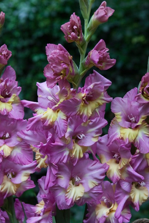 Purple Yellow Ruffle - Gladiolus Bulbs