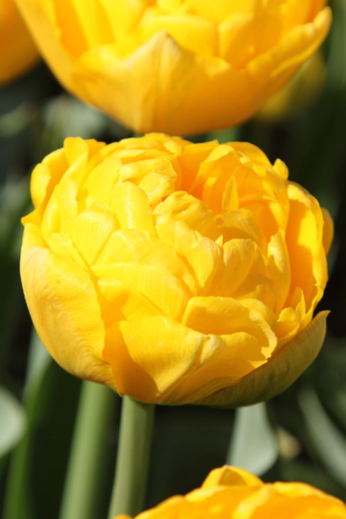 Close-up of a double late tulip Gold fever, with yellow golden blooms.