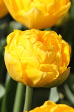 Tulip - Gold Fever