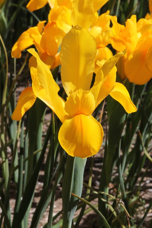 Golden Beauty Dutch Iris: A radiant, captivating golden-hued spring flower.