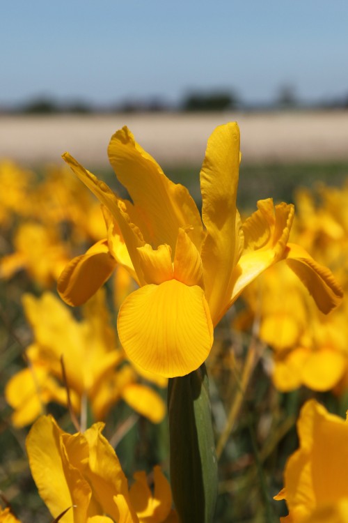 Elegant Dutch Iris Golden Beauty: a gleaming golden blossom charm.