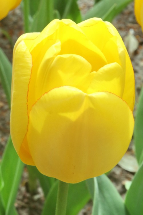 Darwin hybrid tulip golden parade has gorgeous yellow petals in full bloom