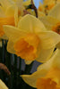 Group of daffodil golden salome with yellow petals and orange cup
