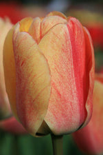 Tulip - Gudoshnik