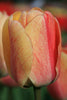 A darwin hybrid tulip, called Gudoshnik with orange-red elegant petals 