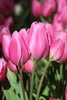 Bouquet tulip happy family, group of pink-purple blooms. on green stems