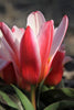 Close-up of Kaufmanniana tulip Heart's delight, with red and yellow blooms