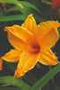 Burning Daylight - Hemerocallis Bulbs