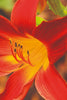 Crimson Pirate - Hemerocallis Bulbs