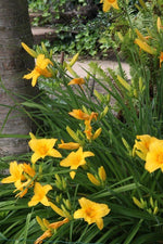 Daylily - Stella d'Oro