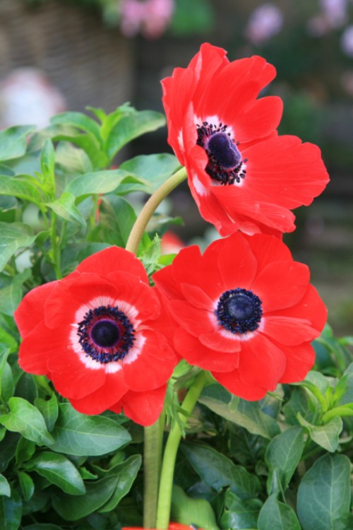 Group of Anemone Hollandia with red petals and dark heart, green background