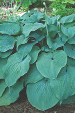 Hosta - Blue Mammoth