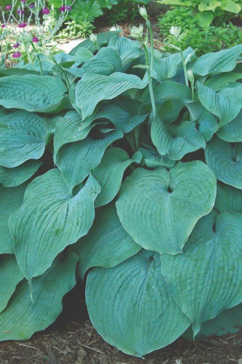 Hosta - Blue Mammoth