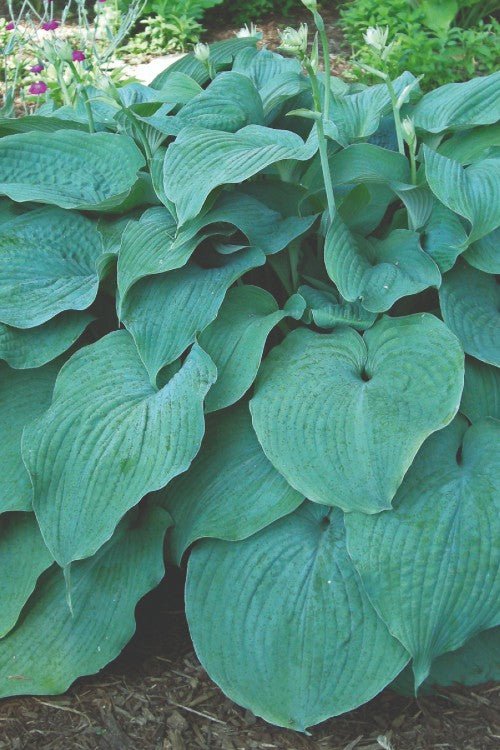 Hosta - Blue Mammoth