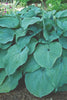 Load image into Gallery viewer, Blue Mammoth - Hosta Bulbs