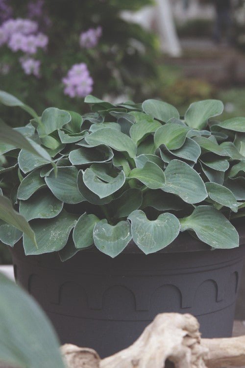 Hosta - Blue Mouse Ears