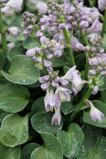 Hosta - Blue Mouse Ears