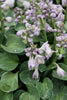 Load image into Gallery viewer, Blue Mouse Ears - Hosta Bulbs