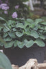 Load image into Gallery viewer, Hosta Blue Mouse Ears