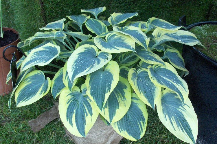 Hosta - First Frost